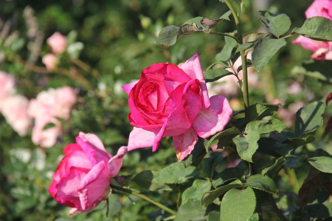 Bella Rosa Farm Midrand